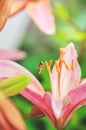 Pink beautiful Lily with a small beautiful fly close-up on a Sunny summer day. natural floral background Royalty Free Stock Photo