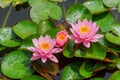 Pink beautiful lotus flower in the a colorful water lily Royalty Free Stock Photo