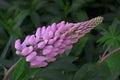 Pink beautiful lupine Lupinus on a background of green leaves in the garden on a flower bed Royalty Free Stock Photo