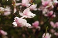 Magnolia flowers on a branch in early spring