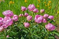 Pink beautiful Paeonia flowers close-up against the background of a field with yellow irises in the city garden