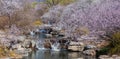 pink beautiful peach flowers blossom by the stream of water, in spring Royalty Free Stock Photo