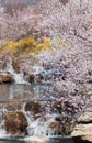 pink beautiful peach flowers blossom by streams of water, in spring