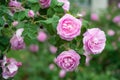 Pink beautiful rose growing in the garden, natural background Royalty Free Stock Photo