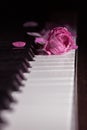 Pink beautiful rose on piano keyboard. Music background Royalty Free Stock Photo