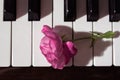 Pink beautiful rose on piano keyboard. Music background Royalty Free Stock Photo