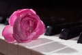 Pink beautiful rose on piano keyboard. Music background Royalty Free Stock Photo