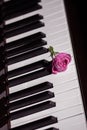 Pink beautiful rose on piano keyboard. Music background Royalty Free Stock Photo