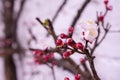 Pink beautiful spring flowers  on branch. Peach tree Royalty Free Stock Photo