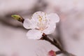 Pink beautiful spring flowers  on branch. Peach tree Royalty Free Stock Photo