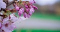 Pink beautiful spring flowers  on branch. Plum tree Royalty Free Stock Photo