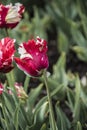 Pink beautiful tricolored parrot spring tulip. Fancy parrot tulips