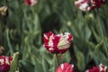 Pink beautiful tricolored parrot spring tulip. Fancy parrot tulips