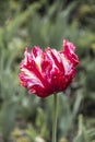 Pink beautiful tricolored parrot spring tulip. Fancy parrot tulips