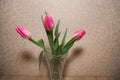 A pink beautiful tulips stands in a glass vase on the table, against the background of textured wallpaper Royalty Free Stock Photo
