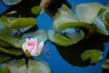 Pink beautiful water lily or lotus flower Marliacea Rosea, waterlily pink flower. Petals of Nymphaea are reflected alo Royalty Free Stock Photo