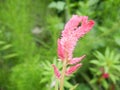 Pink beauty Celosia cristata, tropical flower taken in Jawa Tengah Indonesia