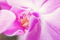 Pink beauty flower orchid, close up. Symbol of feminity