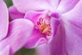 Pink beauty flower orchid, close up. Symbol of feminity. Wallpaper. Phalaenopsis orchid