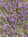 Pink Beauty flowering Heather, Erica , Calluna vulgaris