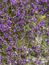 Pink Beauty flowering Heather, Erica , Calluna vulgaris