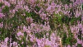 Pink Beauty of Heather Royalty Free Stock Photo