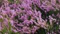 Pink Beauty of Heather