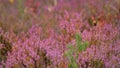 Pink Beauty of Heather Royalty Free Stock Photo