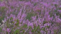 Pink Beauty of Heather Royalty Free Stock Photo