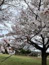 Lovely Sakura blossom