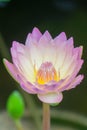 Pink Beauty, tropical Water Lily in pond Royalty Free Stock Photo