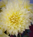 A pink beautyful dahlia flower.