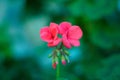 Pink bedding geranium. Latin name is pelargonium hortorum Royalty Free Stock Photo