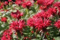 Pink Bee Balm Royalty Free Stock Photo