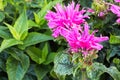 Pink bee balm flower heads blooming in the garden Royalty Free Stock Photo