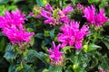 Pink bee balm flower heads blooming in the garden Royalty Free Stock Photo