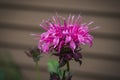 A pink bee balm or monarda flower Royalty Free Stock Photo