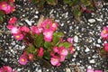 Pink begonia