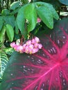 Pink Begonia bouquet of flowers on a large caladium leaf