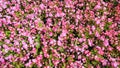 Pink begonia cucullata also known as wax begonia  in the garden Royalty Free Stock Photo