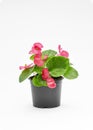 Pink begonia cucullata on white background