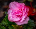 Pink Begonia in the dark . Royalty Free Stock Photo