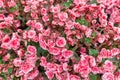 Pink begonia or fibrous flower Royalty Free Stock Photo