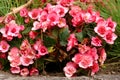 Pink begonia on a flower bed in a city garden Royalty Free Stock Photo