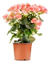 The Pink begonia flower is plant in a brown flowerpot on white background. Royalty Free Stock Photo