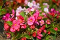 Pink begonia flowers close-up in a flowerbed in summer Royalty Free Stock Photo