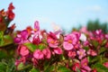 Pink begonia flowers close-up in a flowerbed in summer Royalty Free Stock Photo