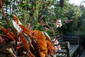 Begonia plants reflecting the late afternoon sun in an urban garden in autumn, photographed in London UK Royalty Free Stock Photo