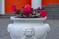 Pink begonia flowers in white antique vase outdoors Royalty Free Stock Photo