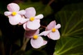 Pink Begonia Joe Hayden flower